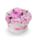 Box růžových pivoněk